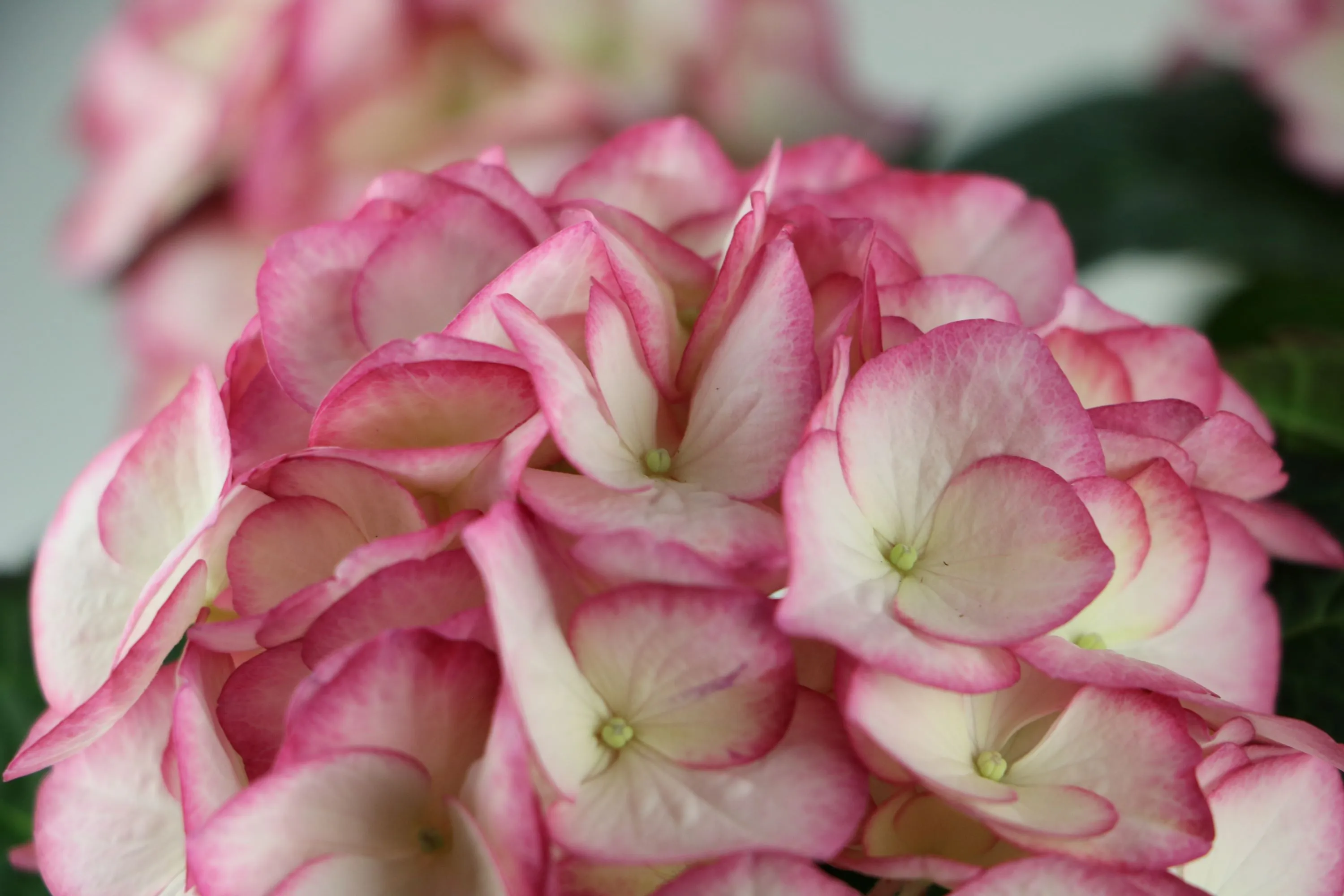 One Floral | Sweethearts™